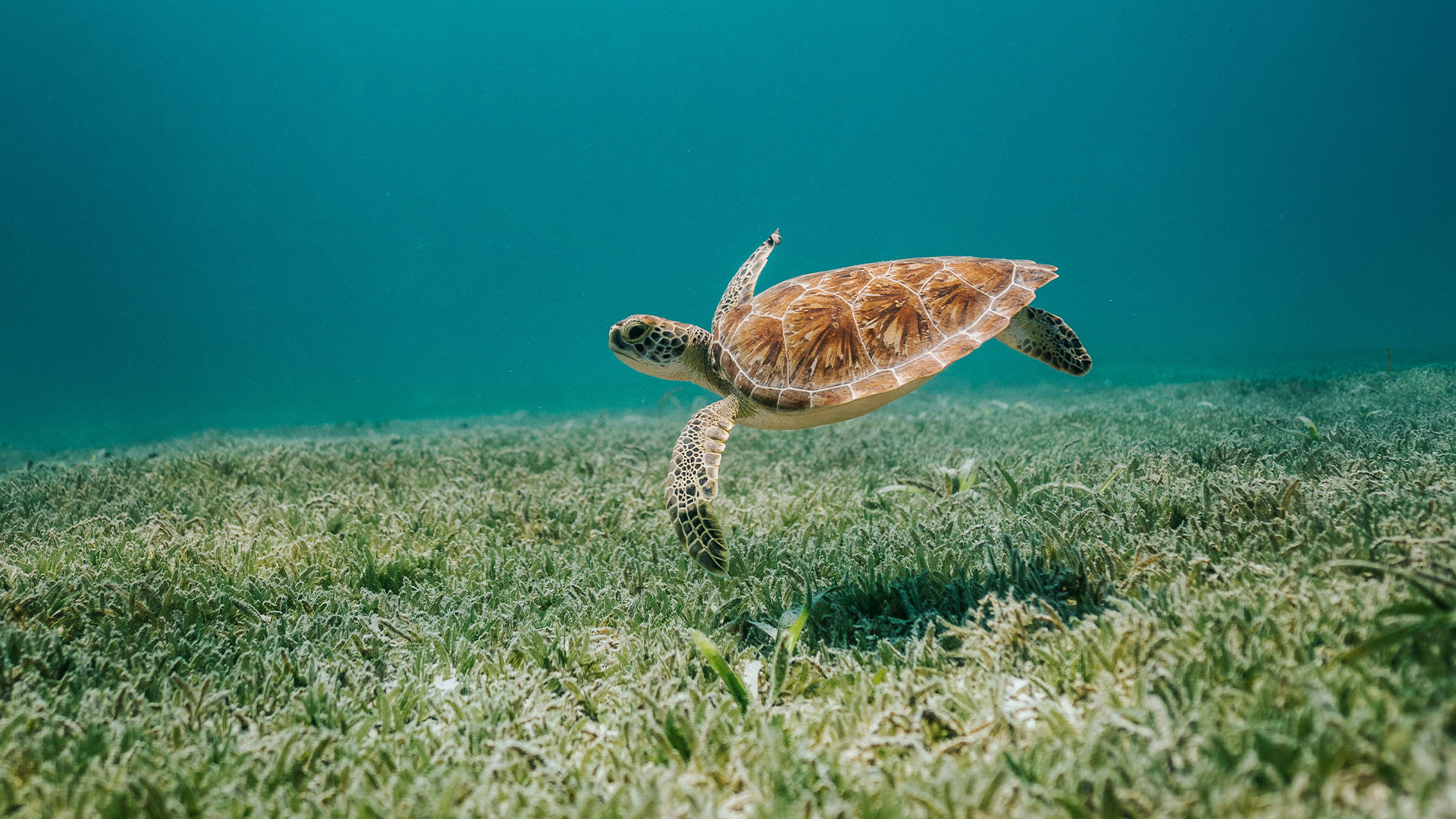 Image - 38f684cd-2a26-4078-8552-c3c259aec3d0